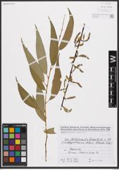 Salix babylonica L. x Salix fragilis L.